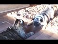 Cats vs. Pugs (2016)