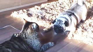 Cats vs. Pugs (2016)