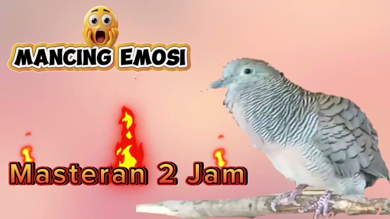 Mancing emosi maateran 2 jam#zebradove #burung #perkututtuban #suaraperkutut #perkututlembur 