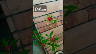 Balsam#bangalore#flora#creation#flower#heritage#living#favors screenshot 5