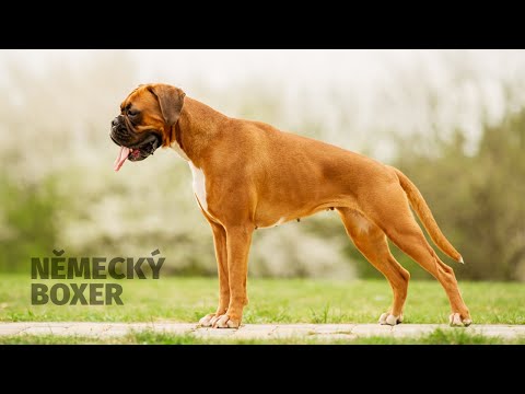Video: Nemecký Pes