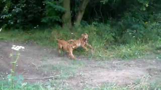 irish terrier sonny a jerry by zajkoj 110 views 14 years ago 16 seconds