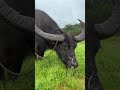 A Whirlwind of Animal Encounters #shorts