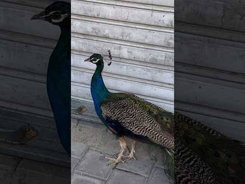 طاووس الهندي