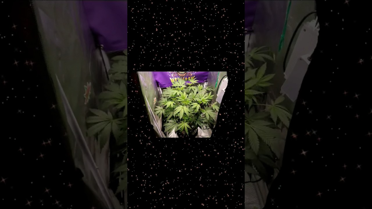 She's bustin' out of the 2x2! This Cookiedawg is loving my soil mix with Dr. Erath dry amendments.