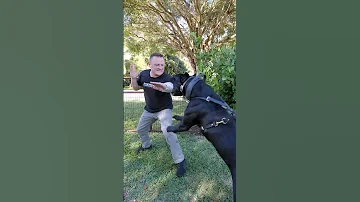 Newspaper Bite Sleeve vs. 120LB Cane Corso