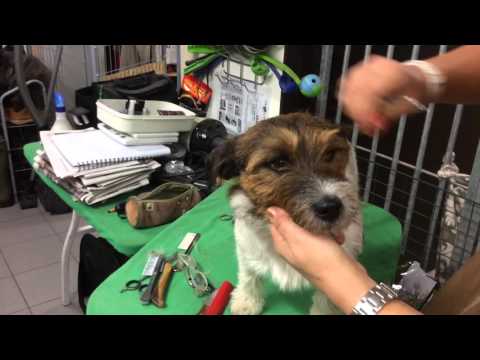 Trimtips för att lära sig trimma en Jack Russell terrier
