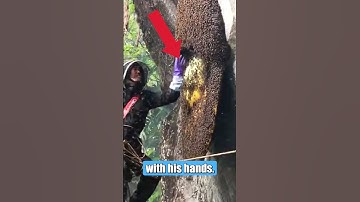 The LARGEST BEEHIVE IN THE WORLD