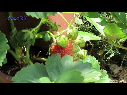 erdbeere-im-vertikalen-garten-20.05.2017