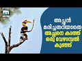 Hornbill Hit By Vehicle; Bird Lovers Feed Female, Birdling | Mathrubhumi News