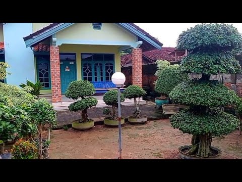 Video: Elm berdaun kecil di tapak dan dalam bentuk bonsai