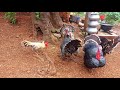Turkey vs rooster  3turkey birds attack the 1 rooster  birdlover123