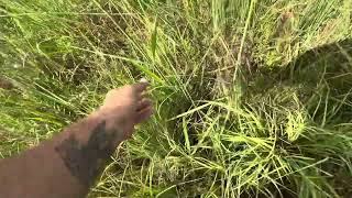 Why strategic mowing etc pays off