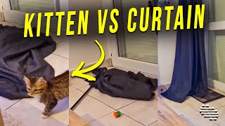 Kitten Decided to Fight With a Curtain Which Made It Collapse as Owner Laugh