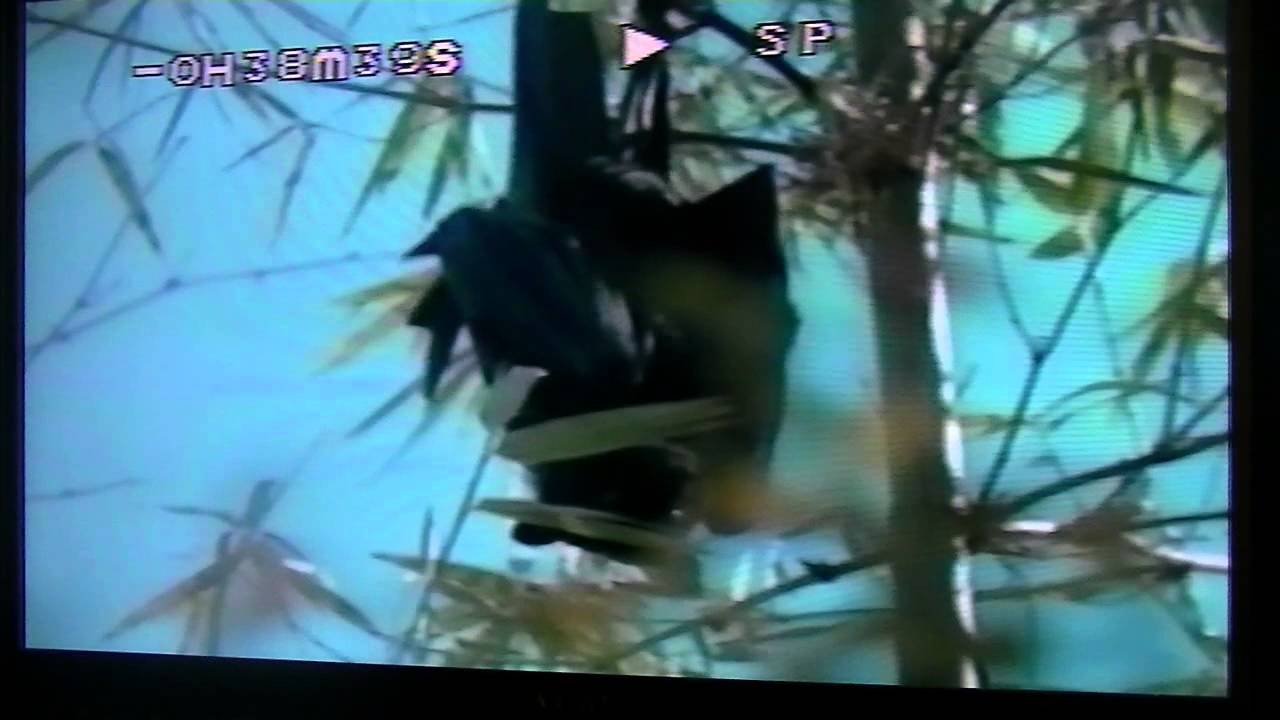 Jaws & Claws Jawsome Crocs 1 of 2