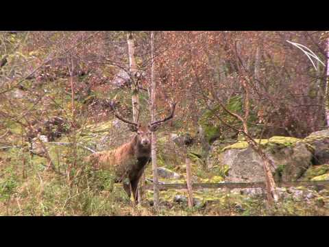 Video: Hva Slags Dyr Er Hjort