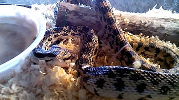 Feeding My Gopher Snake Live Mice (Pt.2) (Not for the mice lovers)