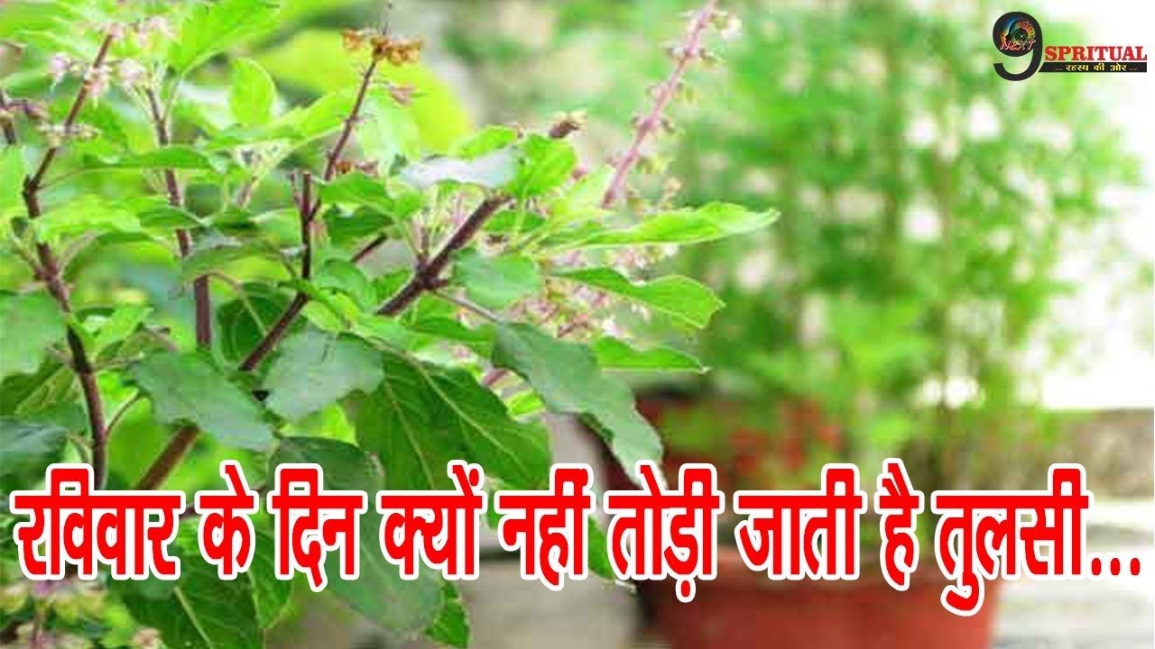 अगर रविवार के दिन तोड़ते हैं तुलसी या डालते हैं पानी तो हो जायें सावधान