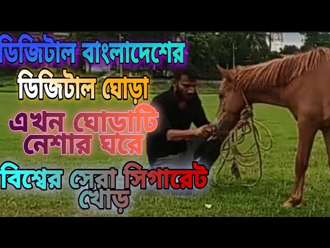 ভিডিও: কিভাবে একটি ঘোড়া কাটা