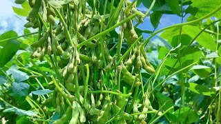 डॉलर सोयाबीन वैरायटी कैसी है किसान स्वयं बता रहे  dollar soybean variety ki puri jankari #farming