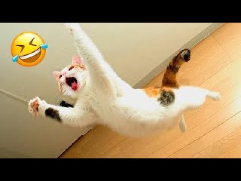 animals animal part creatures bestfunny [Video]  Funny animals, Funny  animal pictures, Cute funny animals