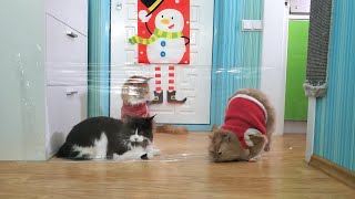 Cats vs Invisible Wall (challenge) | Реакция котов на невидимую стену (невидимый челлендж)