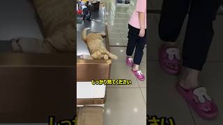 スーパーのレジで寝ている可愛い猫