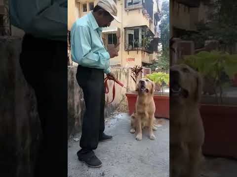 Dog doing maths calculation