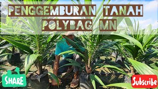Up date perkembangan PPKS Yangambi umur 8 bln semai trip 2|| Penggemburan tanah polybag MN