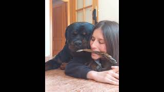 Who Gonna Win Me Or My Rottweiler