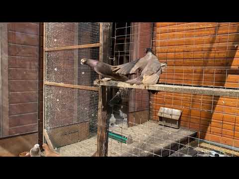 Голуби Tauben Pigeons
