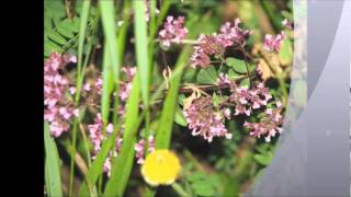 Çavdarli Köyü Ve Karagöl 2010