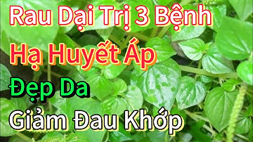 Rau càng cua – Bí quyết hạ huyết áp, đẹp da, trị khớp từ loại rau mọc hoang