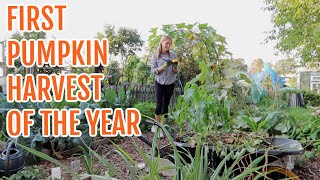 THE FIRST PUMPKIN HARVEST / SEPTEMBER 2022/ EMMA'S ALLOTMENT DIARIES