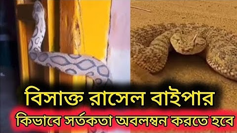 Russell's viper | Bd politics | Ajker Kabor | রাসেলস ভাইপার