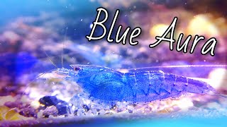 BLUE AURA SHRIMP (Species Spotlight)