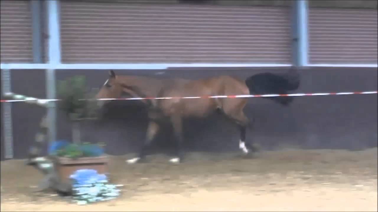 F.Zermie 5 Show Jumper for Sale at Brightwells Elite August 2013 Sale