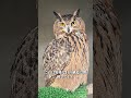 フクロウの羽を1本抜くと、どうなりますか？