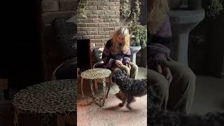 Should I Bring Back the Savannah Side Table You Decide! | Abigail Ahern
