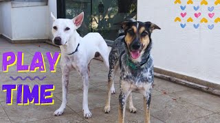 Indie dogs playing| Indie dogs as pets