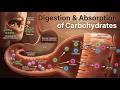 The Complete Journey of Carbohydrates Through Your Digestive System