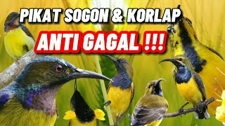 Pikat SOGON & KORLAP anti gagal !! Putar sebentar semua SOGON & KORLAP langsung pada turun