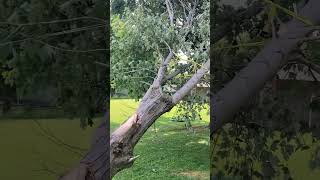 The Kentucky Redneck way Tree fail on power lines. funnyvideo funnyshorts