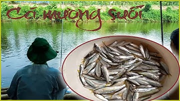 Câu Cá Mương | Câu Cá Mương Mồi Bột | Câu Cá Giải Trí Và Ẩm Thực