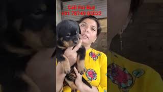 Rottweiler Puppies for sale in India At Best Prices Rottweiler Dogs for Sale | Price of Puppies