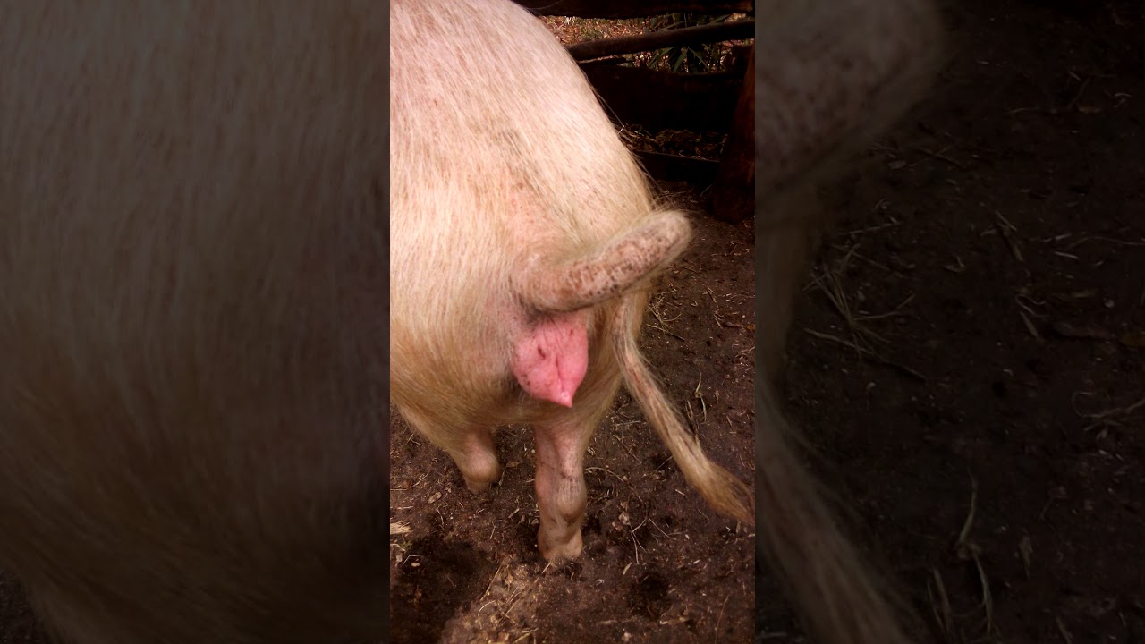 Man Fuck Pig Porn Man Fuck Pig Porn