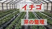 いちご脇芽とランナーの見分け方 取り方 Youtube