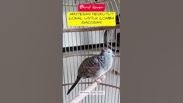 masteran perkutut lokal untuk lomba gacoran birdsounds animals #perkutut #bird #hobi