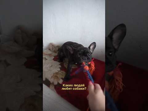 Каких людей любят собаки?