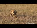 Lioness Dunia with 4 cubs at dawn in the Masai Mara